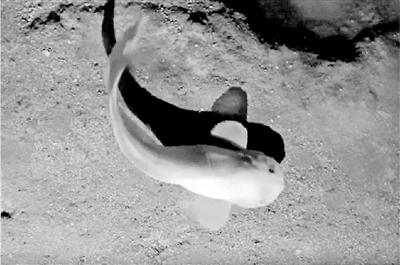 深海7000米下，首次发现超深渊怪鱼的形态变化（深海怪鱼有哪些）