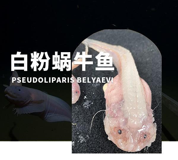 日本8336米深海发现怪鱼，是已知最深海域的鱼类，出水就“融化”（日本深海怪兽动画片叫什么）