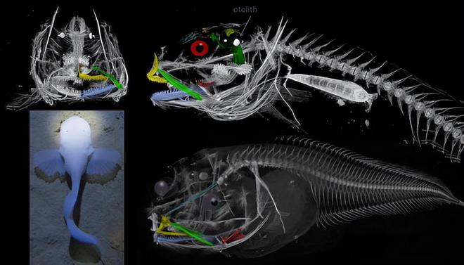 日本8336米深海发现怪鱼，是已知最深海域的鱼类，出水就“融化”（日本深海怪兽动画片叫什么）