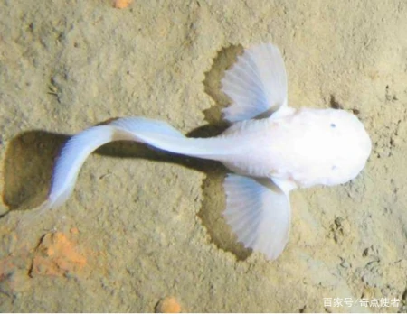 海底8000米处，有什么生物？研究者潜入深海，拍到它们真面目（海底8200米的深海巨兽）