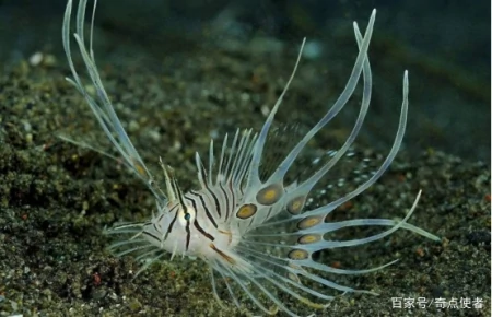 海底8000米处，有什么生物？研究者潜入深海，拍到它们真面目（海底8200米的深海巨兽）