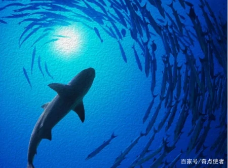 海底8000米处，有什么生物？研究者潜入深海，拍到它们真面目（海底8200米的深海巨兽）