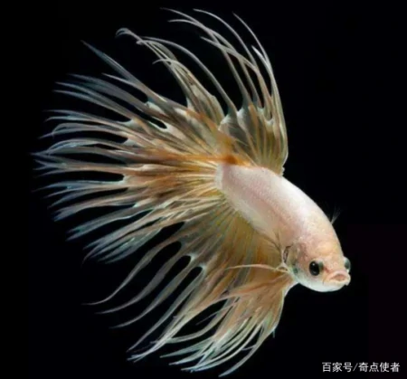 海底8000米处，有什么生物？研究者潜入深海，拍到它们真面目（海底8200米的深海巨兽）