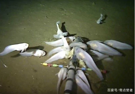 海底8000米处，有什么生物？研究者潜入深海，拍到它们真面目（海底8200米的深海巨兽）