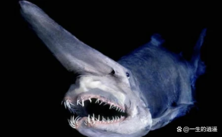 10种奇怪的马里亚纳海沟动物（马里亚纳海沟有没有海怪现象）