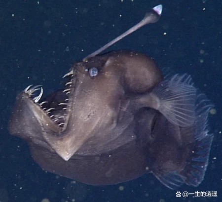10种奇怪的马里亚纳海沟动物（马里亚纳海沟有没有海怪现象）
