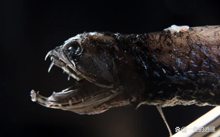 10种奇怪的马里亚纳海沟动物（马里亚纳海沟有没有海怪现象）