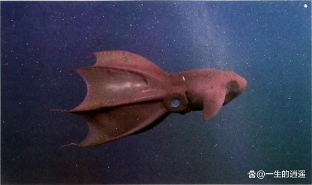 10种奇怪的马里亚纳海沟动物（马里亚纳海沟有没有海怪现象）