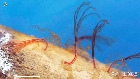 10种奇怪的马里亚纳海沟动物（马里亚纳海沟有没有海怪现象）