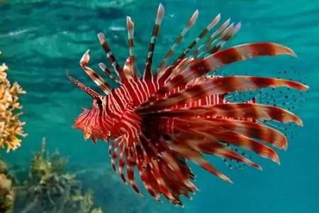 世界上十大新物种之一，它身上有很多刺，酷像狮子，有狮子鱼之称（身上有刺的动物）