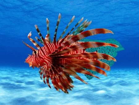 世界上十大新物种之一，它身上有很多刺，酷像狮子，有狮子鱼之称（身上有刺的动物）