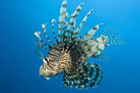 世界上十大新物种之一，它身上有很多刺，酷像狮子，有狮子鱼之称（身上有刺的动物）