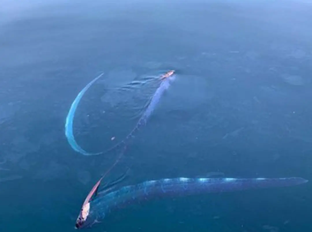 日本再现怪鱼被指大地震前兆，专家回应（日本的地震鱼是什么）