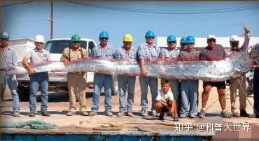 日本渔港出现两条数米长“怪鱼”，民众担忧是地壳剧烈活动前兆（日本捕鱼船海怪）