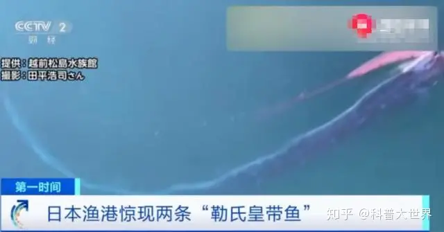 日本渔港出现两条数米长“怪鱼”，民众担忧是地壳剧烈活动前兆（日本捕鱼船海怪）