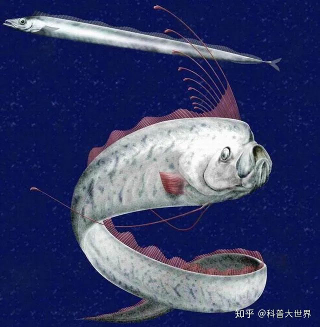 日本渔港出现两条数米长“怪鱼”，民众担忧是地壳剧烈活动前兆（日本捕鱼船海怪）