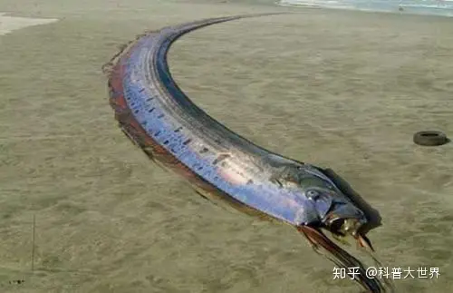日本渔港出现两条数米长“怪鱼”，民众担忧是地壳剧烈活动前兆（日本捕鱼船海怪）