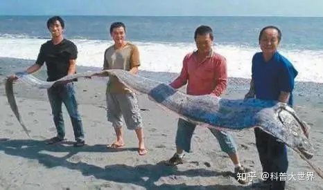 日本渔港出现两条数米长“怪鱼”，民众担忧是地壳剧烈活动前兆（日本捕鱼船海怪）