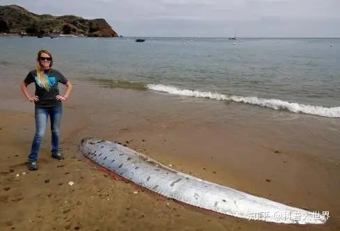 日本渔港出现两条数米长“怪鱼”，民众担忧是地壳剧烈活动前兆（日本捕鱼船海怪）