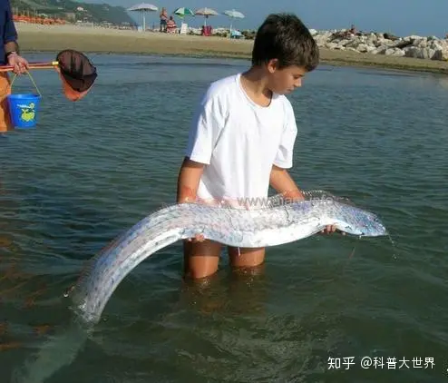 日本渔港出现两条数米长“怪鱼”，民众担忧是地壳剧烈活动前兆（日本捕鱼船海怪）