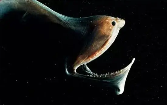 千米深海怪鱼，大嘴像饕餮，靠发光的尾巴骗到食物（深水海怪鱼）