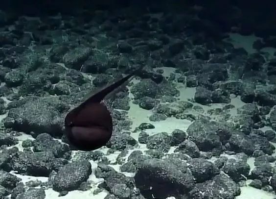 千米深海怪鱼，大嘴像饕餮，靠发光的尾巴骗到食物（深水海怪鱼）