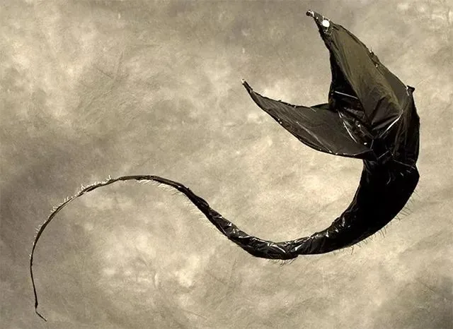 千米深海怪鱼，大嘴像饕餮，靠发光的尾巴骗到食物（深水海怪鱼）