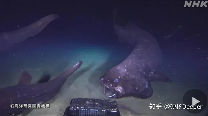 日本又拍到“新物种”，2米的怪鱼，是核辐射还是海底物种入侵？（海洋怪鱼核辐射）