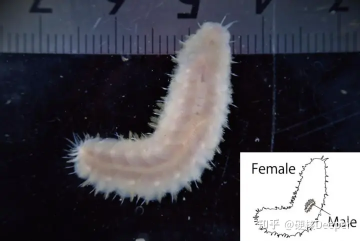 日本又拍到“新物种”，2米的怪鱼，是核辐射还是海底物种入侵？（海洋怪鱼核辐射）