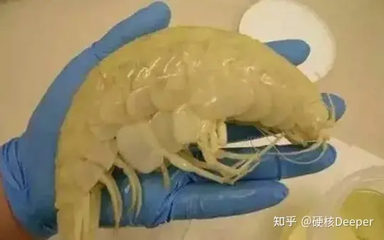 日本又拍到“新物种”，2米的怪鱼，是核辐射还是海底物种入侵？（海洋怪鱼核辐射）