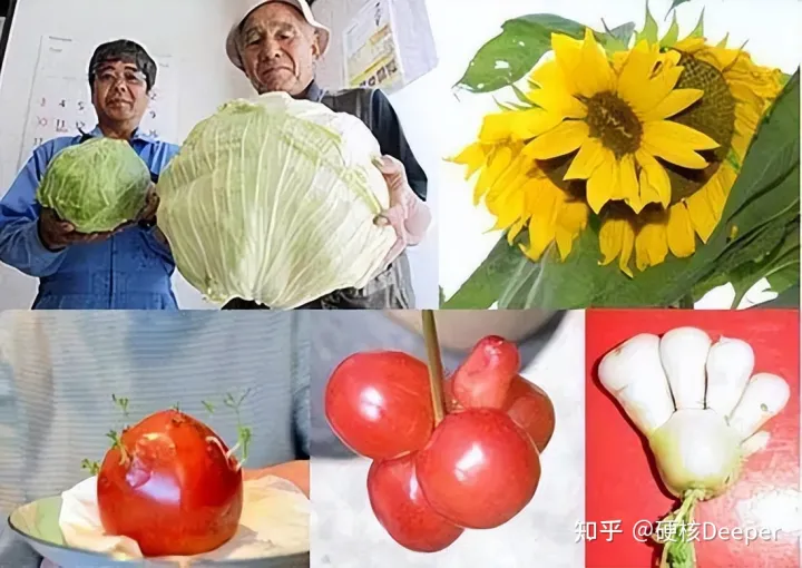 日本又拍到“新物种”，2米的怪鱼，是核辐射还是海底物种入侵？（海洋怪鱼核辐射）