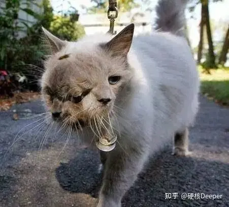 日本又拍到“新物种”，2米的怪鱼，是核辐射还是海底物种入侵？（海洋怪鱼核辐射）