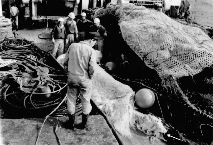 照片最清晰的未知生物，未解之谜真的无解吗？（ps导出什么最清晰）