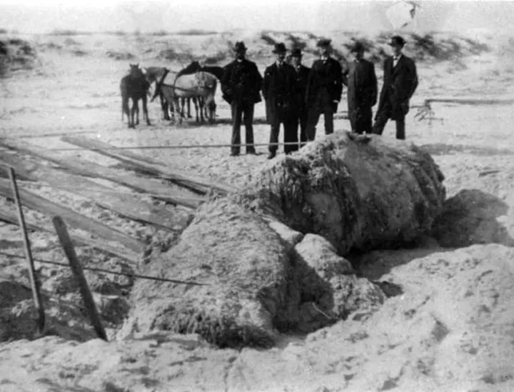 照片最清晰的未知生物，未解之谜真的无解吗？（ps导出什么最清晰）