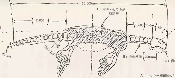 照片最清晰的未知生物，未解之谜真的无解吗？（ps导出什么最清晰）
