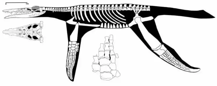 照片最清晰的未知生物，未解之谜真的无解吗？（ps导出什么最清晰）
