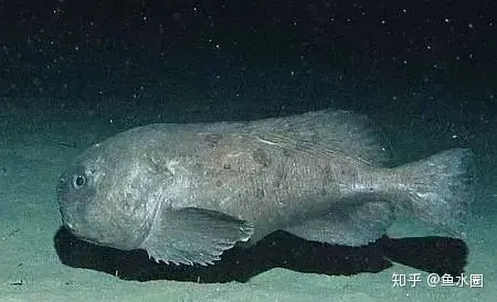 愿你没有“水滴鱼”这样的忧郁~（愿你没有白白受苦是什么歌）