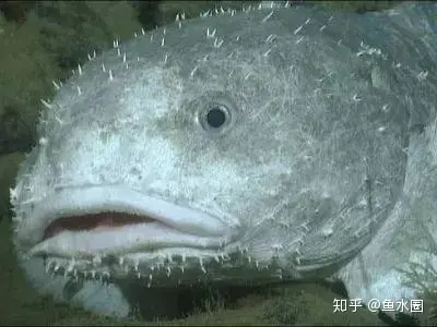 愿你没有“水滴鱼”这样的忧郁~（愿你没有白白受苦是什么歌）