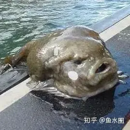 愿你没有“水滴鱼”这样的忧郁~（愿你没有白白受苦是什么歌）