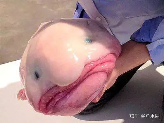 愿你没有“水滴鱼”这样的忧郁~（愿你没有白白受苦是什么歌）