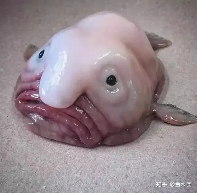 愿你没有“水滴鱼”这样的忧郁~（愿你没有白白受苦是什么歌）