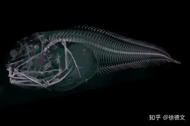 8000米海底发现新幽灵物种，一到海面身体就会融化（海洋中的幽灵）