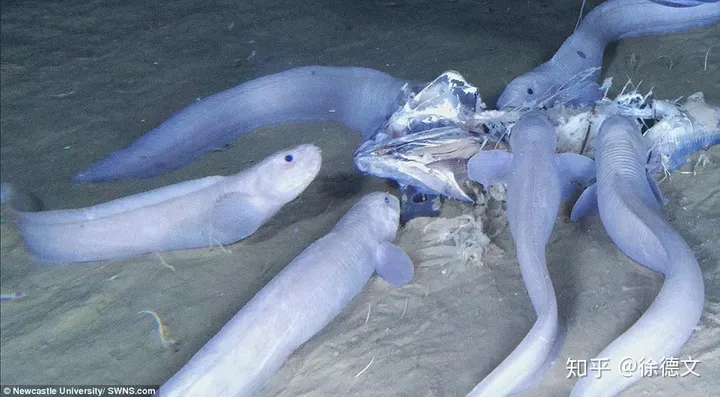 8000米海底发现新幽灵物种，一到海面身体就会融化（海洋中的幽灵）