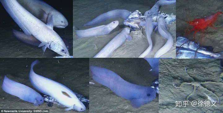 8000米海底发现新幽灵物种，一到海面身体就会融化（海洋中的幽灵）