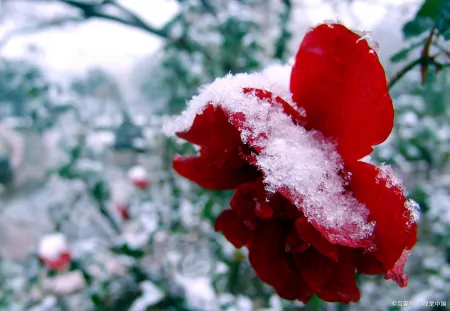 柳南区局长不雅聊天记录曝光：官员出轨为何屡禁不止？-柳州市柳南区区长