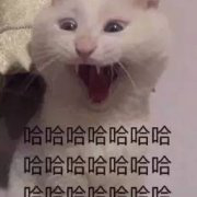 神仙姐姐单身了，醒醒，快别喝了-神仙姐姐yiya