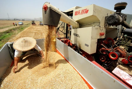 多地小麦价格上涨！目前小麦多少钱一斤？7月小麦价格还会上涨吗（小麦今年价格多少钱一斤）