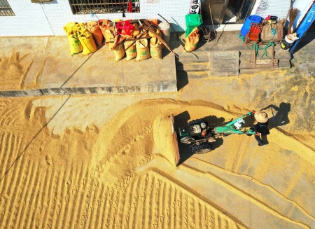 多地小麦价格上涨！目前小麦多少钱一斤？7月小麦价格还会上涨吗（小麦今年价格多少钱一斤）