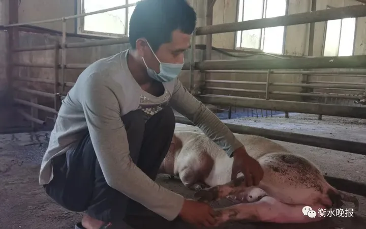 养殖快报丨衡水一猪场突发连电！上百头猪死亡-衡水今天猪价格走势