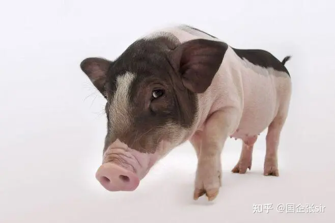 停电=死猪? 到底如何防范养殖场突然停电或者缺相的情况？-猪场夏季停电死亡率是多少